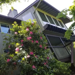 Two-story house with large windows and green siding, surrounded by greenery and blooming pink flowers.